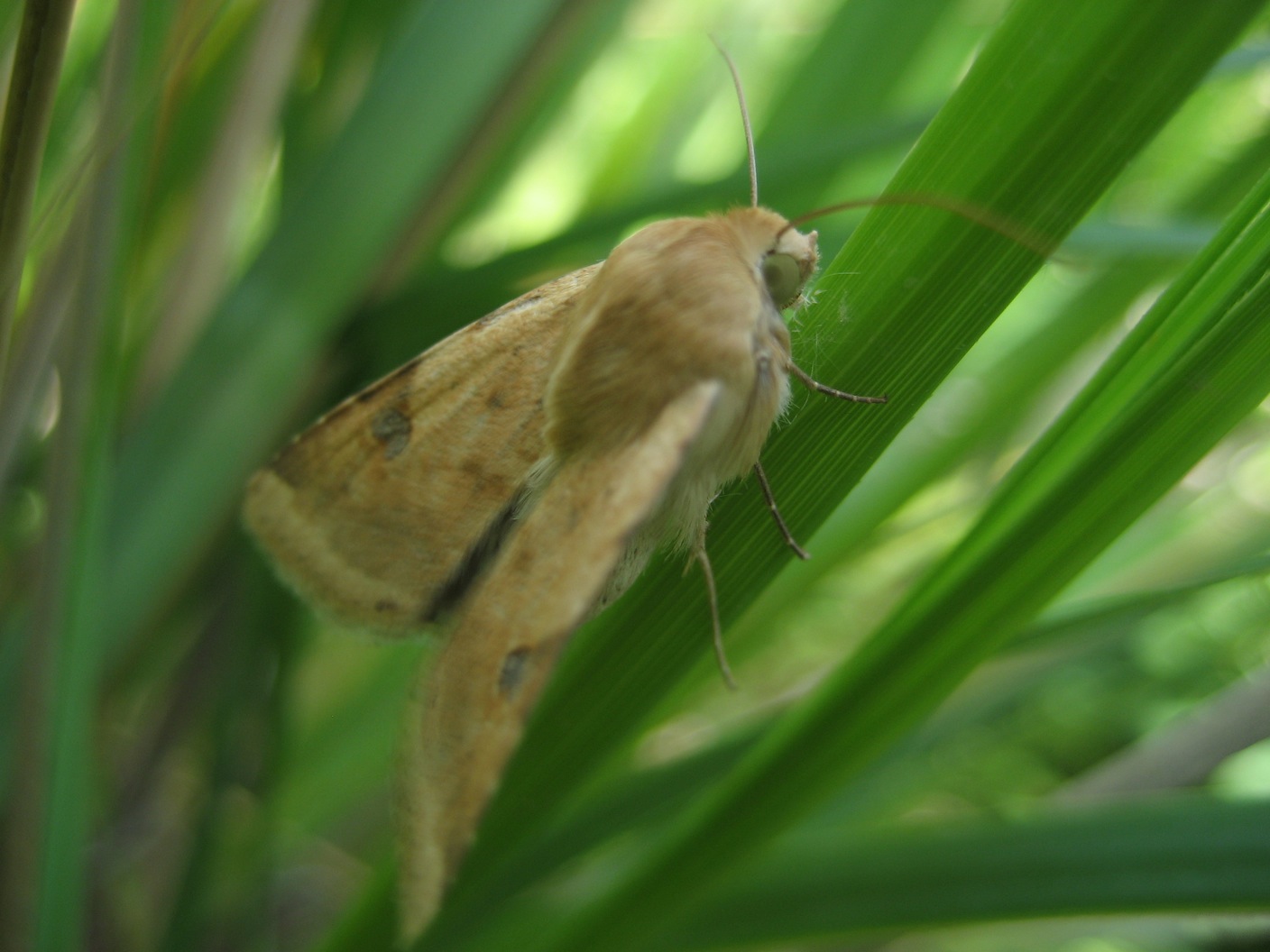 falena per identificare , grazie